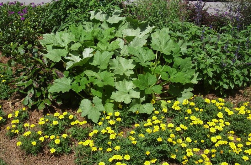 Squash in the landscape